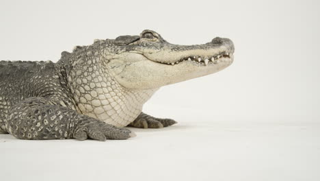 Rack-focus-to-american-alligator-side-profile-on-white-screen