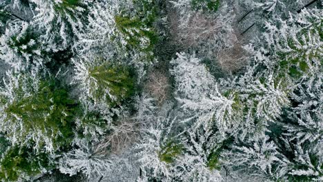 Langsamer-Flug-über-Einen-Schneebedeckten,-Wunderschönen-Wald-Aus-Nadelbäumen,-Gefilmt-In-4k-Als-Aufnahme-Von-Oben-Nach-Unten