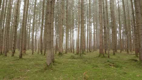 Blick-Durch-Grüne-Bemooste-Baumstämme-In-Einen-Hellen-Wald,-Während-Ein-Wanderer-Durch-Die-Waldlandschaft-Wichst-Und-Die-Frische-Luft-Genießt
