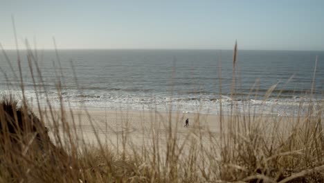 Dune-gras-moving-in-the-wind-on-Sylt-with-the-north-sea-and-people-on-the-beach-in-the-background