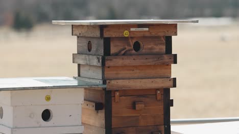Eine-Imkerei-Langstroth-Hive-Farm-Hautnah-Mit-Einer-Wiese-Im-Hintergrund-Während-Des-Zeitigen-Frühlings