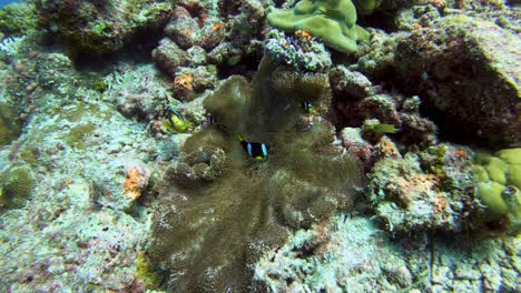 Black-Clownfish-brushing-against-hosting-anemone-tentacles,-Maldives