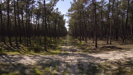 4K-view-of-a-dirty-road-dividing-a-pine-tree-forest-with-the-camera-moving-backwards,-60fps