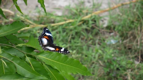 Schmetterlinge-Sitzen-Auf-Den-Grünen-Blättern-Im-Garten