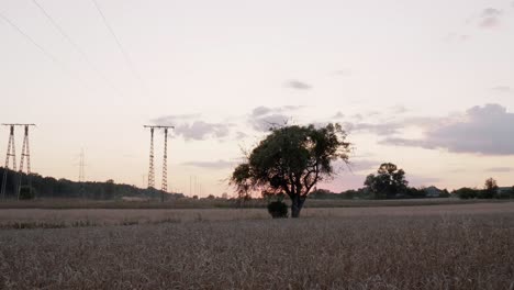 Ein-Baum,-Der-Zwischen-Getreide-Wächst,-Im-Hintergrund-Ein-Wald
