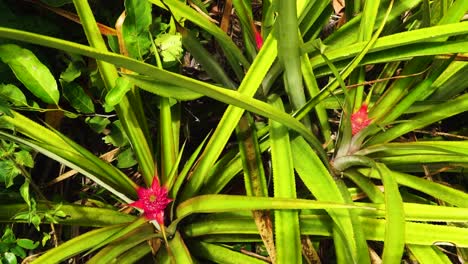 Bunte-Exotische-Rote-Ananas-Im-Vietnamesischen-Dschungel