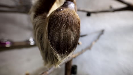 Upside-down-sloth-in-tree-slow-motion