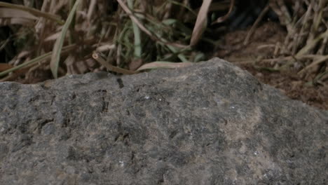 Crested-Gecko-Springt-In-Zeitlupe-Von-Einem-Felsen