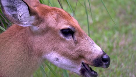 Slow-motion-profile-shot-of-a-Marsh-Deer-chewing-grass-against-blurry-background