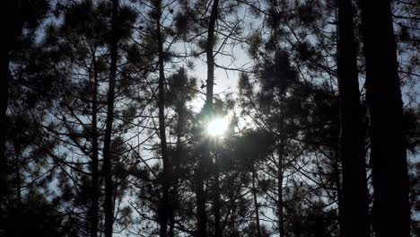 4K-sunbeams-crossing-a-pine-forest,-pine-trees-silhouettes-dancing-in-the-wind-with-some-camera-flair