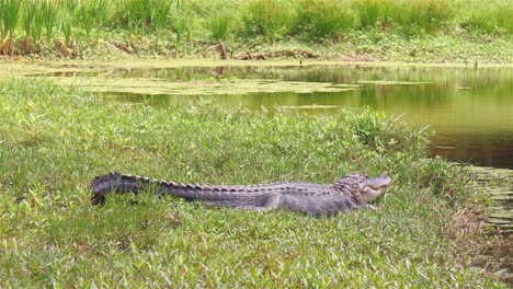 Großer-Alligator-Liegt-Im-Gras-In-Der-Nähe-Eines-öffentlichen-Teiches-In-Florida