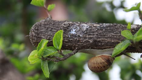 Snail-upside-down-moving-on-a-tree-branch