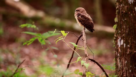 Small-brown-owl-perched-on-a-tree-branch-in-a-dense-forest-during-the-day