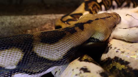 reticulated-python-using-neck-muscles-to-swallow-baby-goat-slomo-closeup