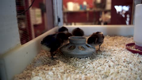 Spring-chicks-newly-hatched-at-the-feeder-in-a-farm-incubator