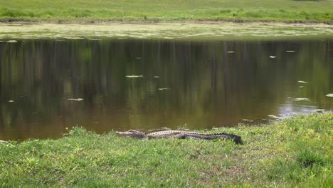 Alligator-rests-long-body-in-grass-near-pond-in-Florida-neighborhood,-4k