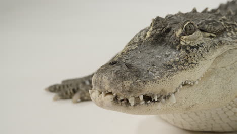 Alligator-Hautnah-Auf-Weißem-Hintergrund-Gesicht