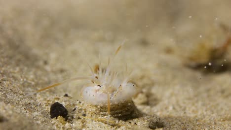 Seltsam-Aussehendes-Wurm-Meerestier,-Das-In-Einem-Loch-Unter-Wasser-Lebt