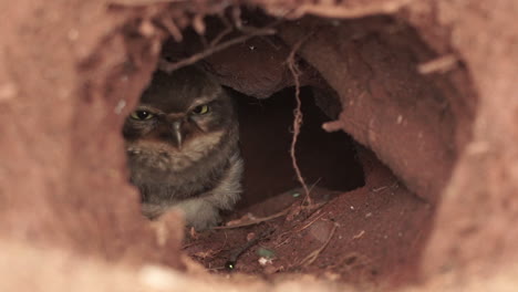 Burrowing-owl-chick-resting-inside-nest-with-grumpy-face-looking-to-the-front-and-blinking-in-slow-motion