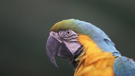 Close-up-profile-shot-of-a-Blue-and-Yellow-macaw-looking-forward-and-blinking-in-slow-motion