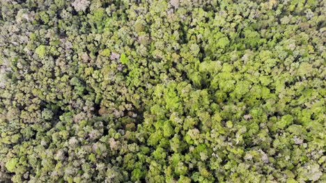 Flying-over-lush-green-tree-canopies-of-the-Ranomafana-Jungle,-Madagascar