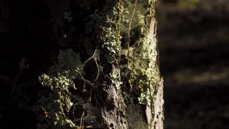 4K-some-cob-webs-in-and-old-pine-tree-trunk-full-of-moss