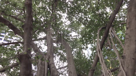 Brisbane-City-Large-Old-Tree