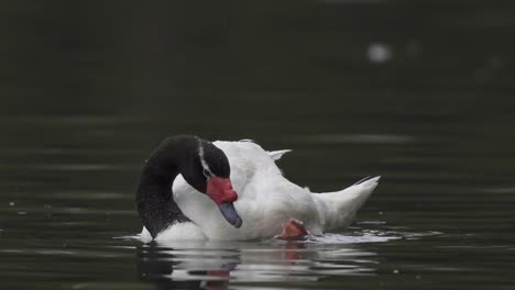 Close-up-of-a-black-necked-swan-scratching-its-head-with-its-palmate-foot-while-floating-on-a-lake