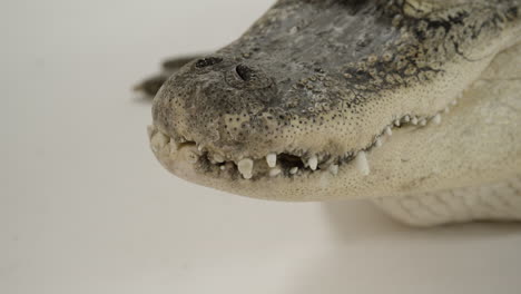 Close-up-teeth-of-alligator