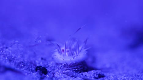 Weird-alien-looking-sea-creature-filmed-using-changing-coloured-underwater-lights