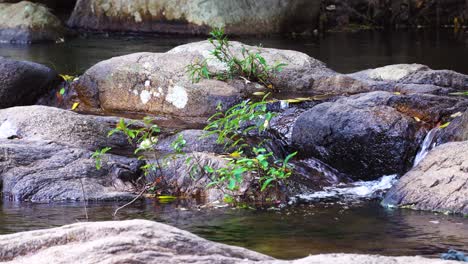 Pristine-stream-restful-scenery,-crystal-clear-water-flowing-on-rocks