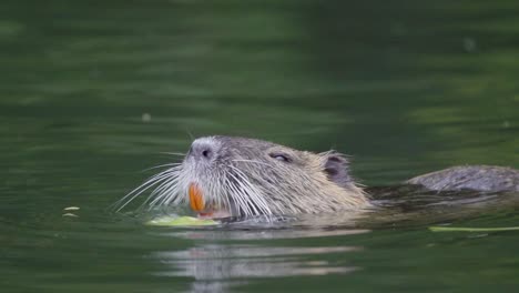 Close-up-of-a-coypu-eating-pieces-of-a-plant-with-its-big-orange-incisors-while-floating-on-a-pond