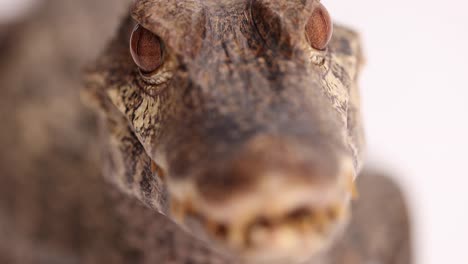 cuviers-dwarf-caiman-macro-rack-focus-snout-to-eyes