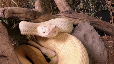 albino-western-diamondback-rattlesnake-rattling-and-tongue-flicking-approaching-pov-camera-extremely-close-slomo