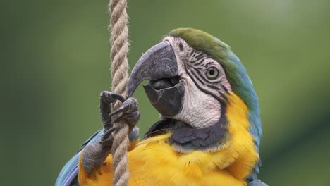 Close-up-headshot-of-a-cute-Blue-and-Yellow-Macaw-perching-on-a-rope