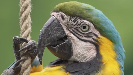 Extreme-close-up-shot-of-a-cute-Blue-and-Yellow-macaw-hanging-from-a-rope-and-turning-its-head
