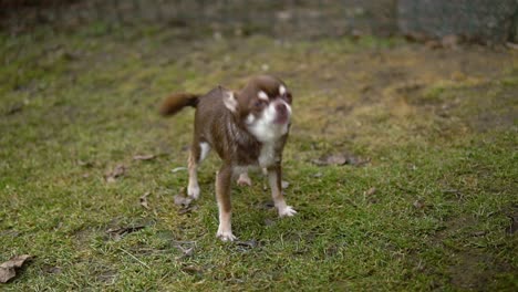 Sehr-Kleiner-Hässlicher-Brauner-Hund,-Der-Auf-Grasbewachsenem-Boden-Bellt-Und-Heult