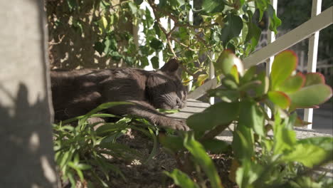 Lazy-cute-black-cat-sleeping-in-summer-home-garden