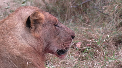 Nahaufnahme-Eines-Löwen-Mit-Blut-Im-Gesicht-Nach-Der-Fütterung,-Seitenansicht-Im-Profil