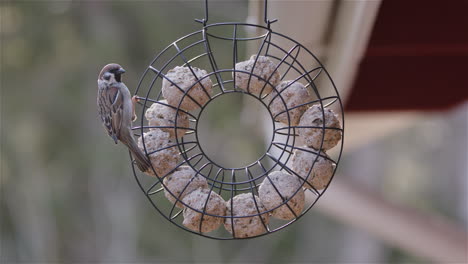 Eurasian-tree-sparrow-next-to-fat-balls-in-bird-feeder,-slow-motion-medium-shot