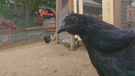 Ayam-Cemani-chicken-look-into-camera.-Low-angle-close-up