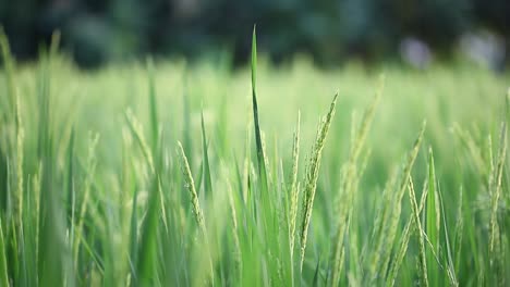 Green-grass-close-up-in-the-morning