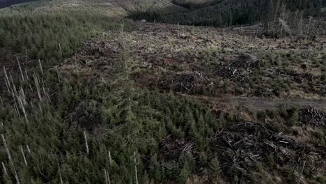 Slowly-circling-a-lone-evergreen-left-as-natural-habitat-after-clear-cutting-and-replanting,-aerial
