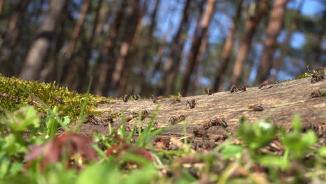 Ameisen-Krabbeln-Auf-Einem-Baumstamm