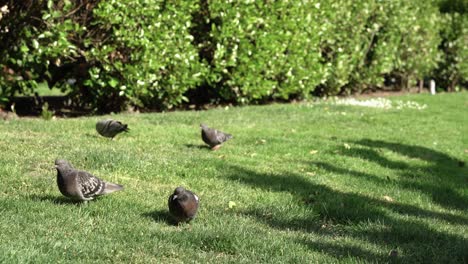 Mehrere-Tauben-Suchen-Im-Gras-Des-Parks-Nach-Nahrung