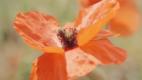 Bee-on-red-poppy-flower.-Close-up