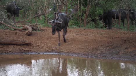 Wildebeest-and-Rhinos-in-bush-near-African-pond,-one-Gnu-drinks-water