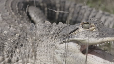 Alligator-jumps-around-slow-motion-close-up