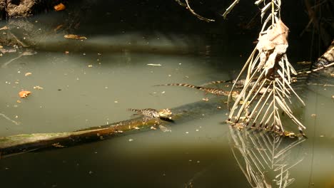 Baby-alligators-waiting-for-prey-on-wooden-log-in-swamp-water