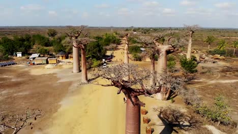 Avenue-of-the-Baobab-trees,-Madagascar